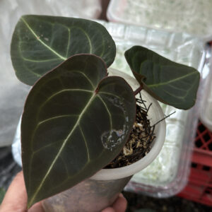 Anthurium Crystal Dark Form Mutasi